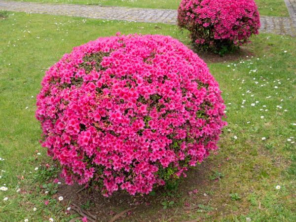 Cost of Rhododendron Pruning in Saint George