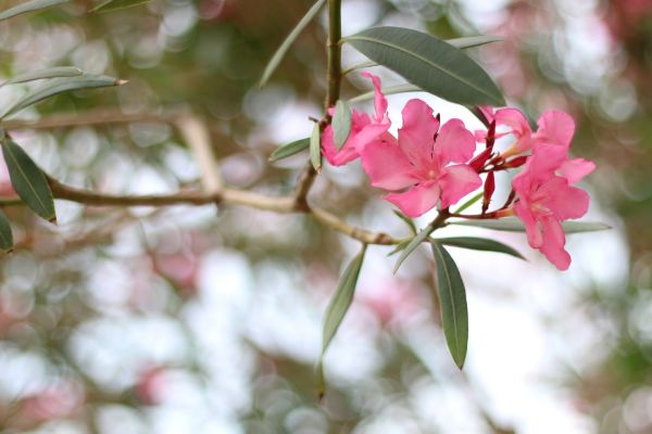 Oleander Removal in Saint George