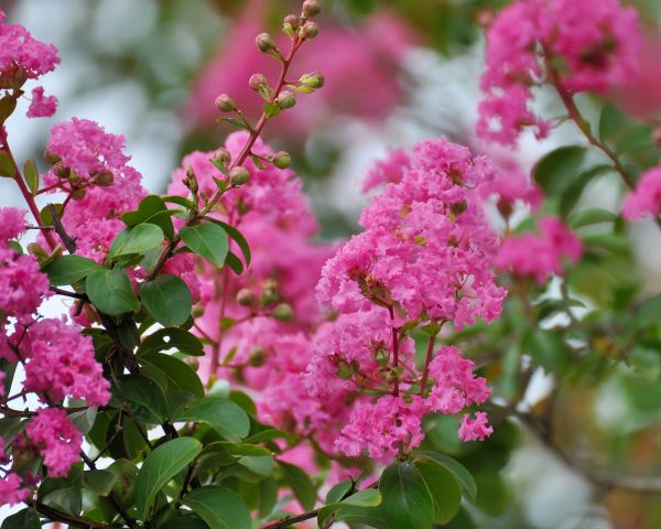 Crepe Myrtle Removal in Saint George