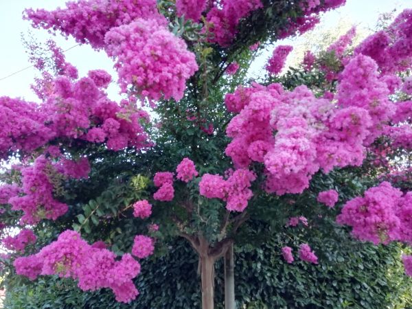 Cost of Crape Myrtle Pruning in Saint George