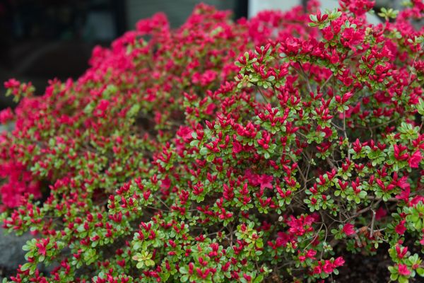 Cost of Weigela Removal Service in Saint George