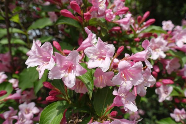 Weigela Pruning Service in Saint George