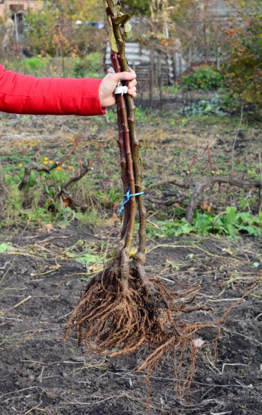 Cost of Shrub Root Removal in Saint George
