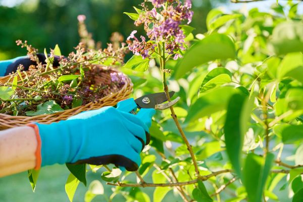 Cost of Lilac Trimming Service in Saint George