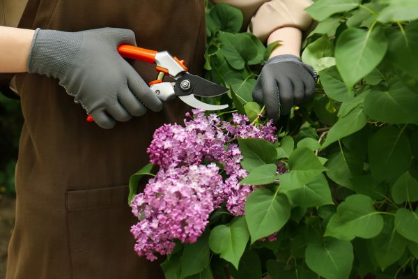 Lilac Pruning Service in Saint George