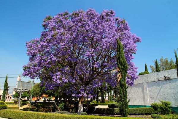 Jacaranda Pruning in Saint George