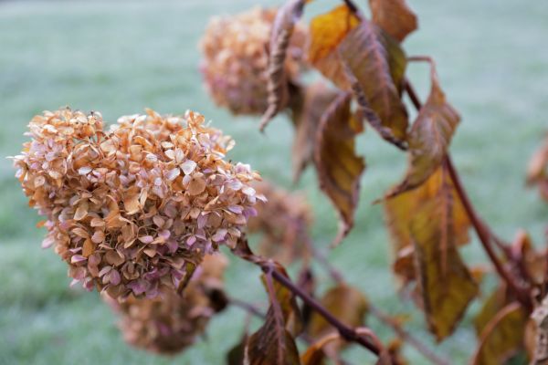 Hydrangea Removal in Saint George