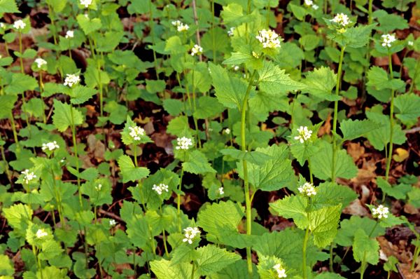 Garlic Mustard Removal in Saint George