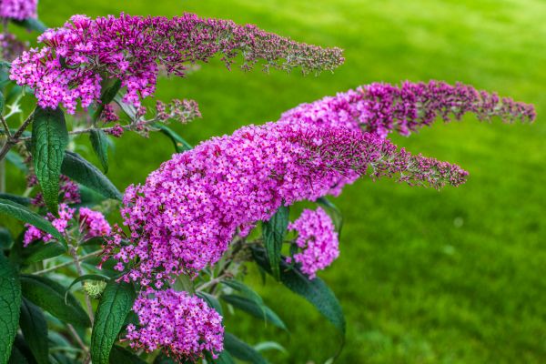 Butterfly Bush Removal in Saint George