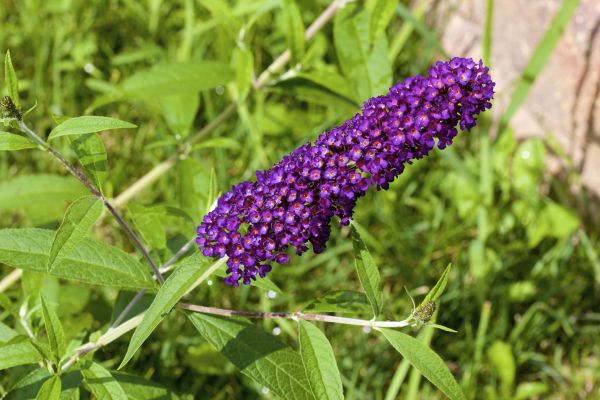 Butterfly Bush Pruning in Saint George