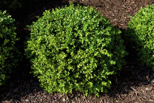Boxwood Removal in Saint George