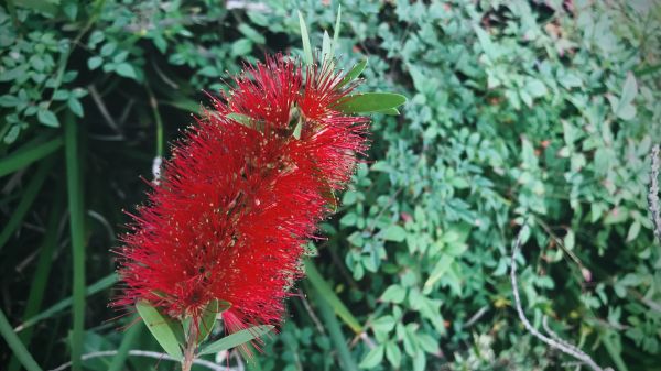 Cost of Bottlebrush Pruning in Saint George