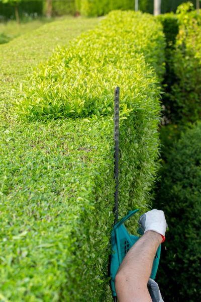 Hedge Trimming in Saint George