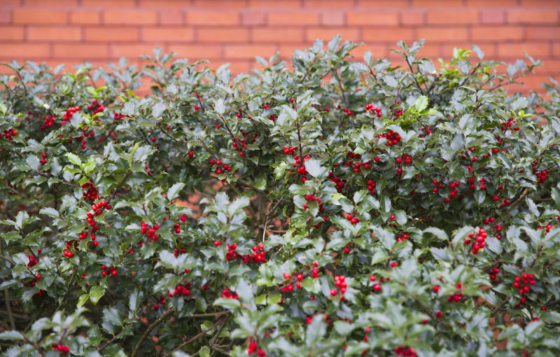 Holly Pruning