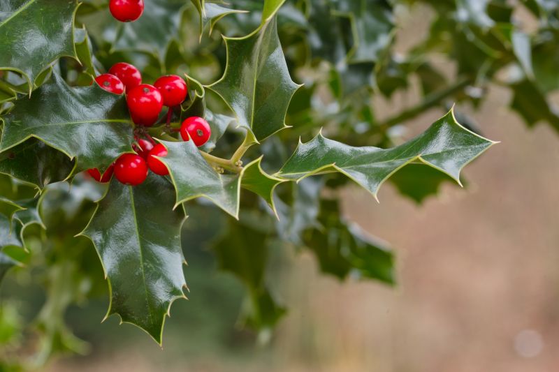 Holly Shrub Pruning
