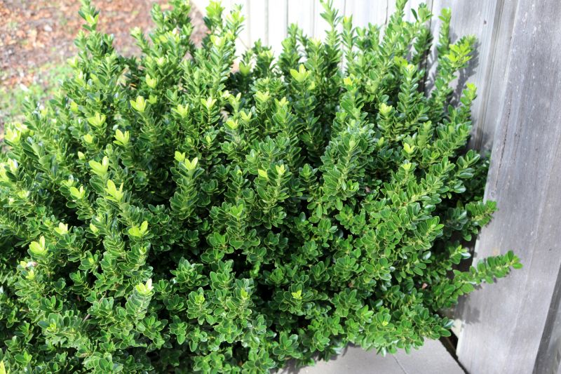Trimmed Boxwoods
