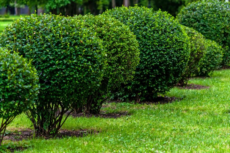 Shrubs with Fresh Cuts